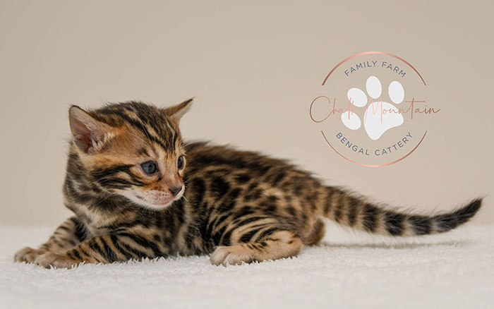 Bengal kitten for sale